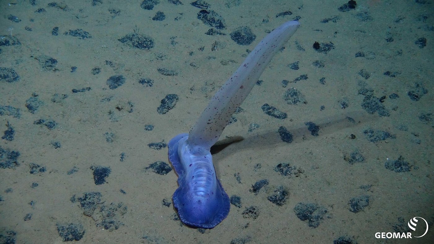 Deep-sea animals may help maintain mineral-nodule habitats