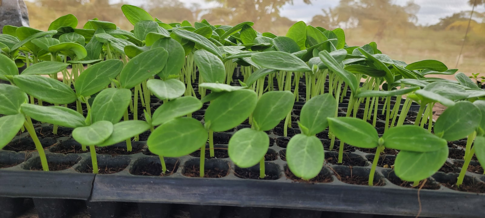 World Food Day: SCI highlights innovation across the food chain